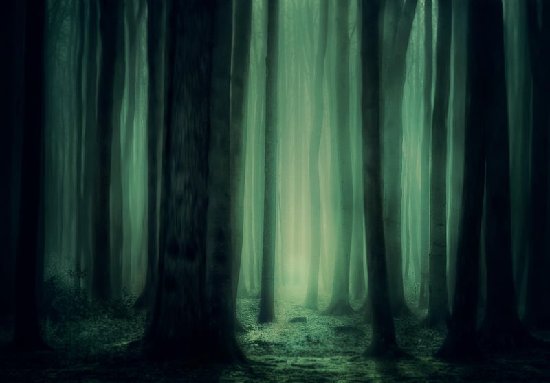 Mystical Woodland